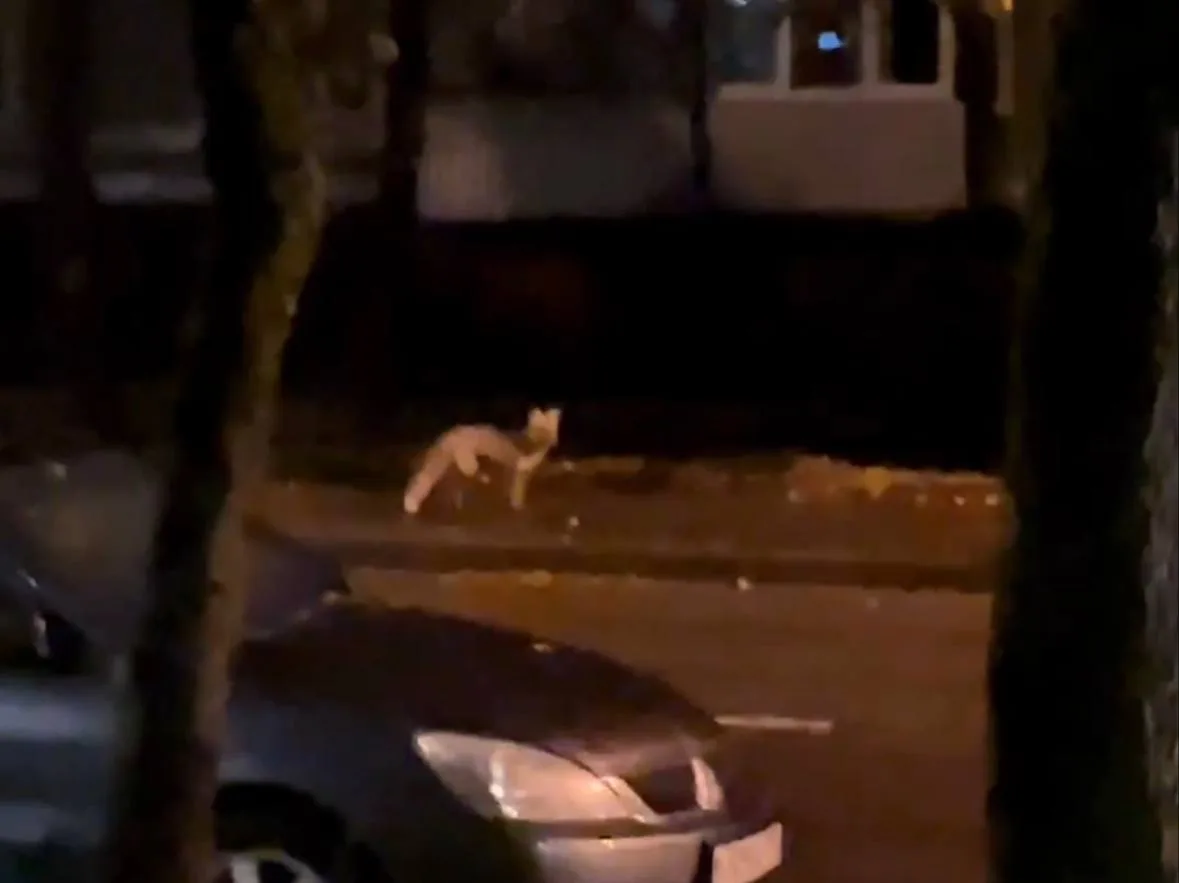 🦊 Лисица устроила прогулку по Пестеля