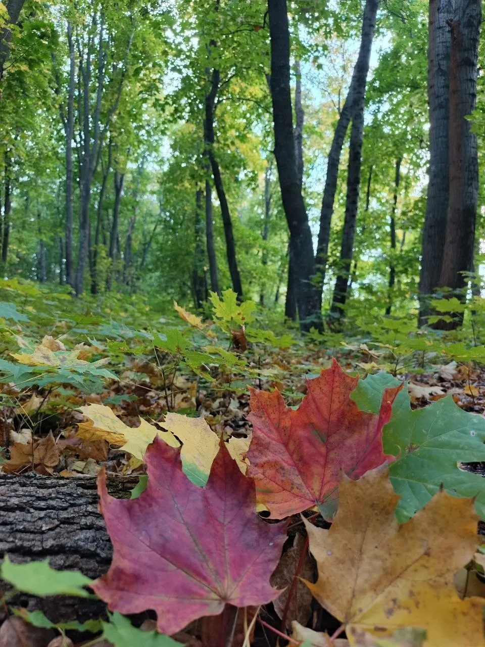 🍂 Осенний Воронеж в кадрах Виктории Шибаевой