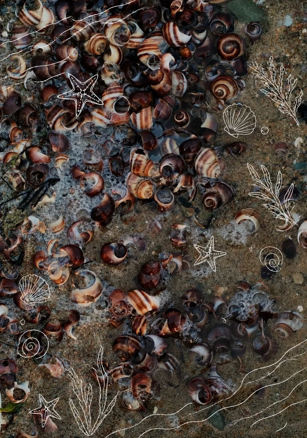 🐚 Европейские пришельцы, которые захватили Обское море

На подветренной стороне некоторых бухт Обск