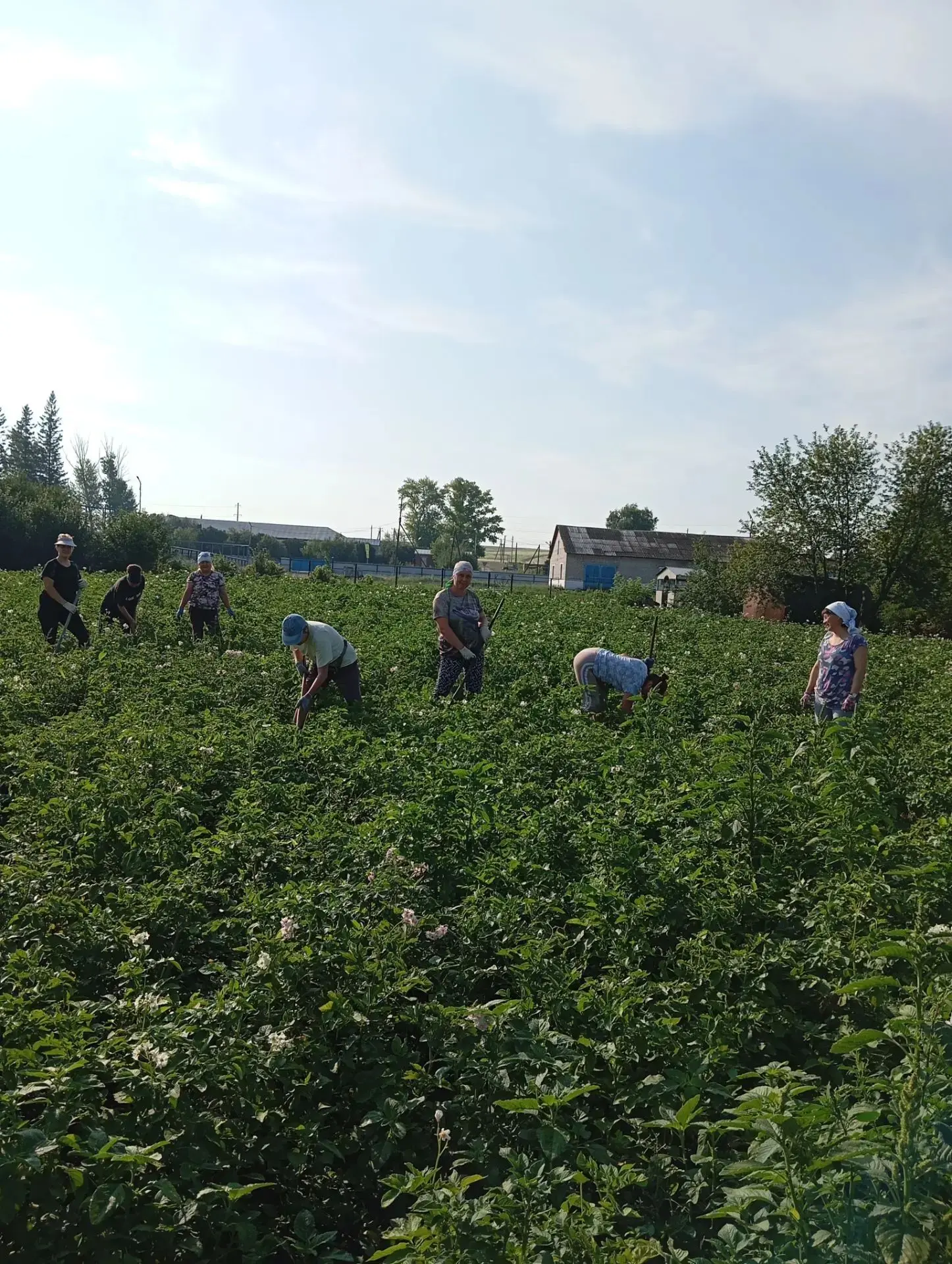 В погожий летний день на пришкольном участке кипела дружная работа.  Сотрудники школы и...
