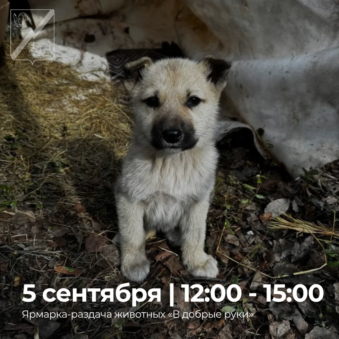 В добрые руки