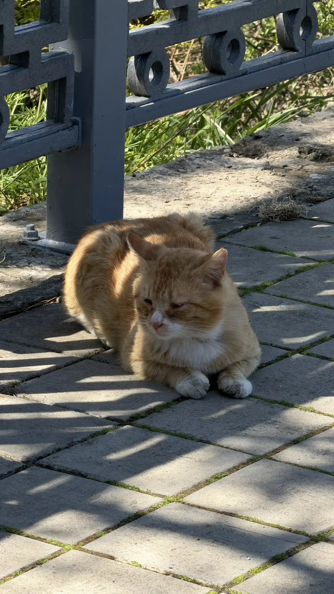 Ангарские котики передают привет и ждут вас на берегу моря ❤️