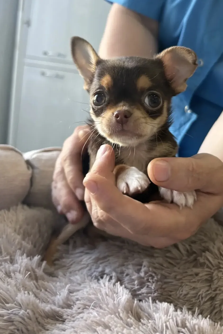 🐕 Знакомьтесь, это Кнопа — очаровательная чихуахуа! 👦🐶
