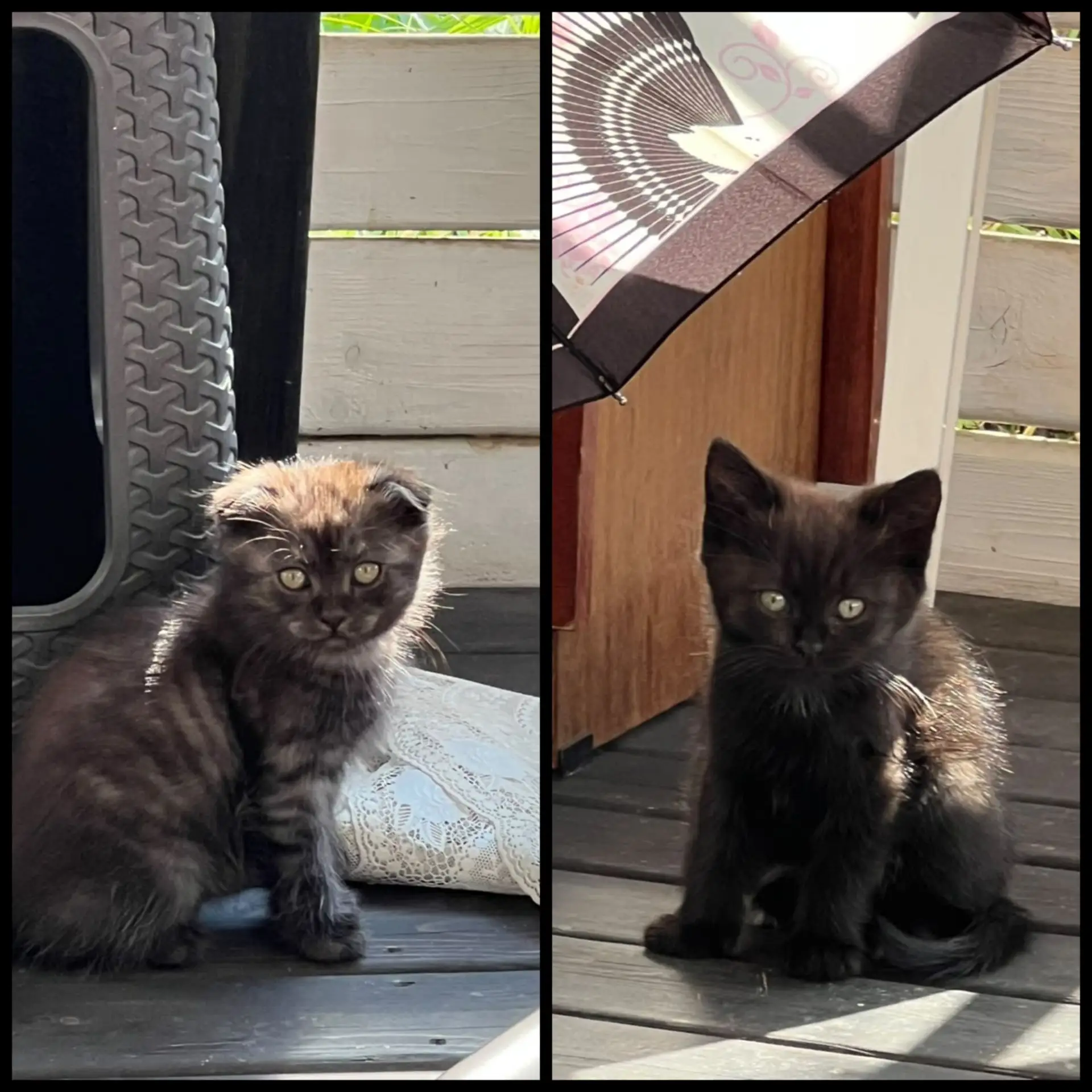 Милым котятам нужен дом