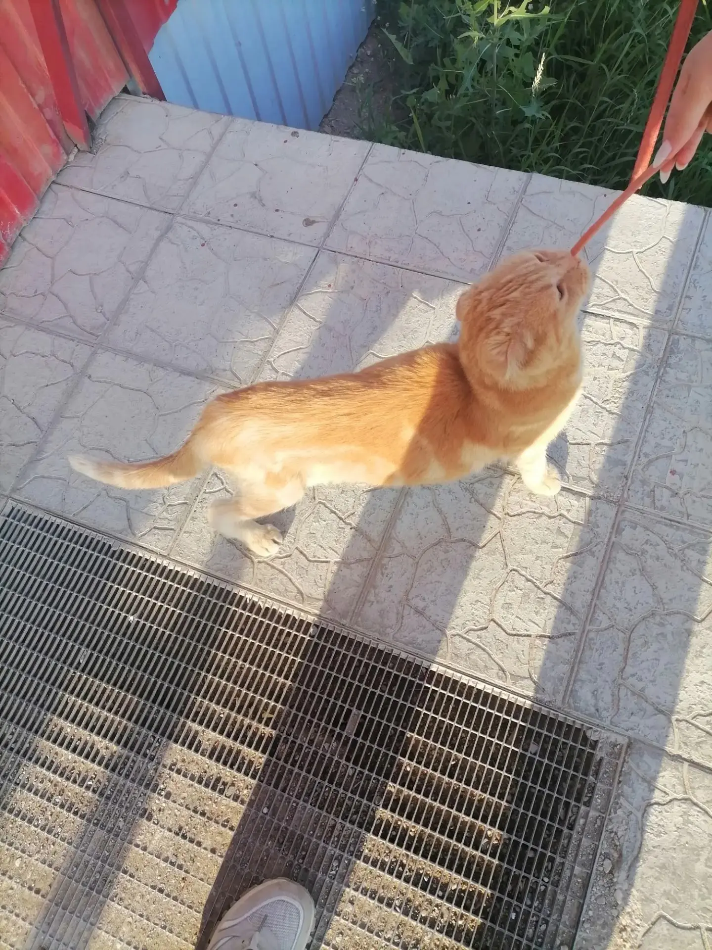 Рыжий котик вислоухий с бенгальским окрасом, ласковый, добрый, домашний очень ищет стар...