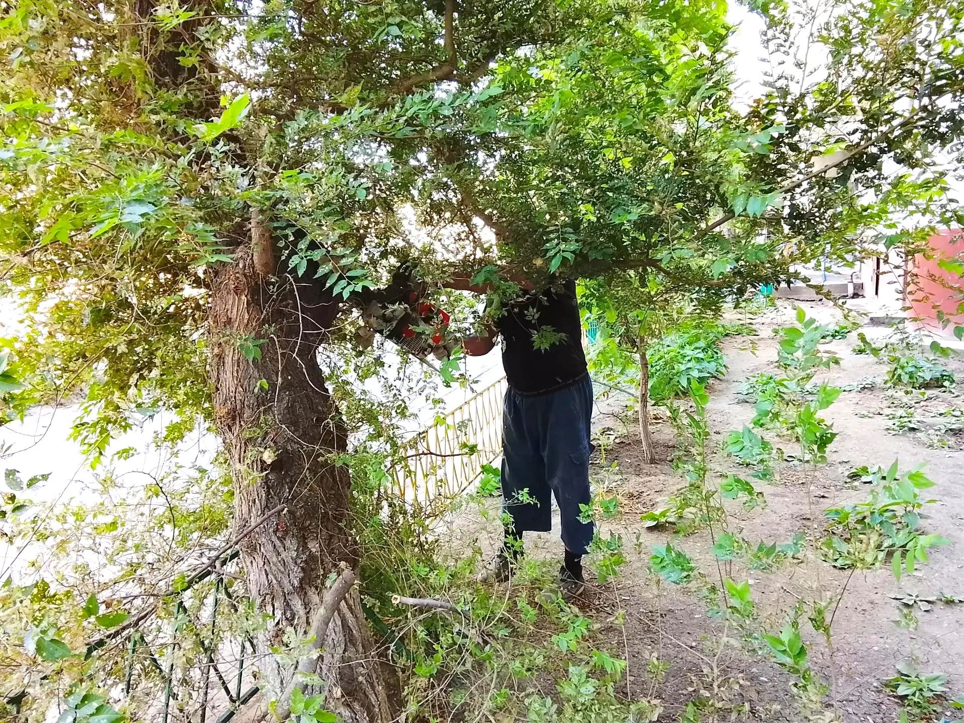 К новости «✂️ 🌳 Зеленый парикмахер:»