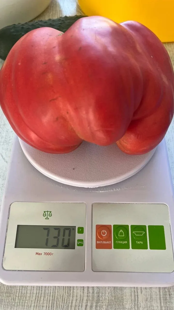 🍅 В ЮРОВКЕ ВЫРОС ПОМИДОР БОГАТЫРЬ

Вот что значит вовремя заглянуть в теплицу!

Жительница Юровки у