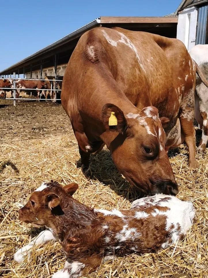 ☀ Жара и репродуктивная яма: как не потерять два месяца