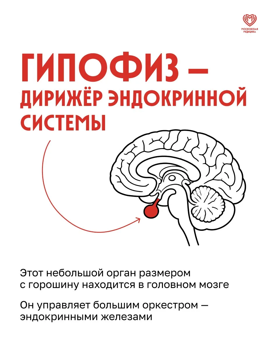 Что такое гипофиз и как он влияет на важнейшие процессы в нашем теле?