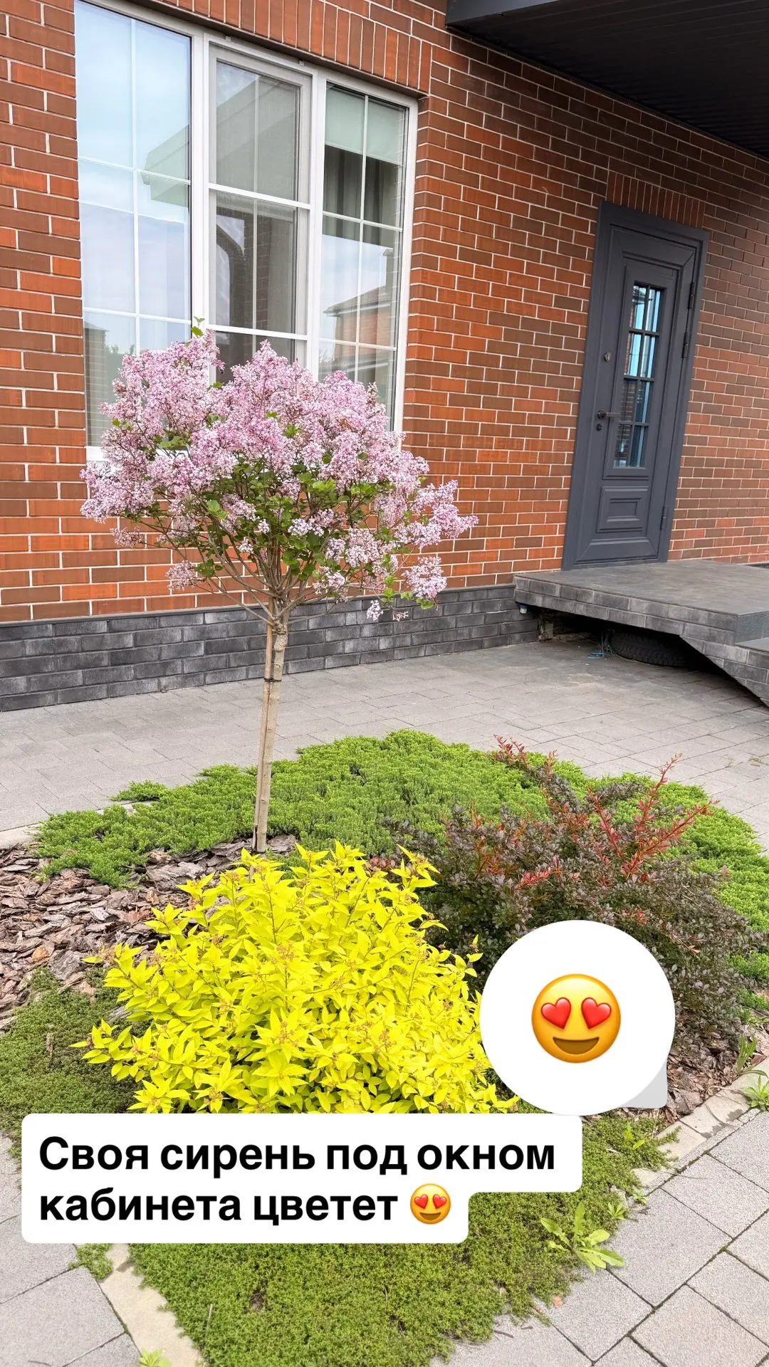 Цветет моя красотка под окном❤️у меня есть своя собственная сирень! Она пока ещё малышк...