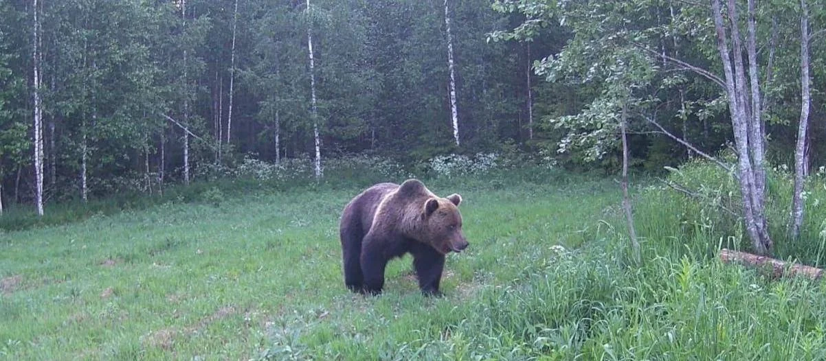 🫣 В Подмосковье медведи выходят к людям всё чаще
