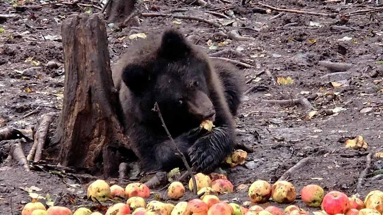🐻Центр спасения медвежат-сирот поделился на своих ресурсах умильными фотографиями медв...