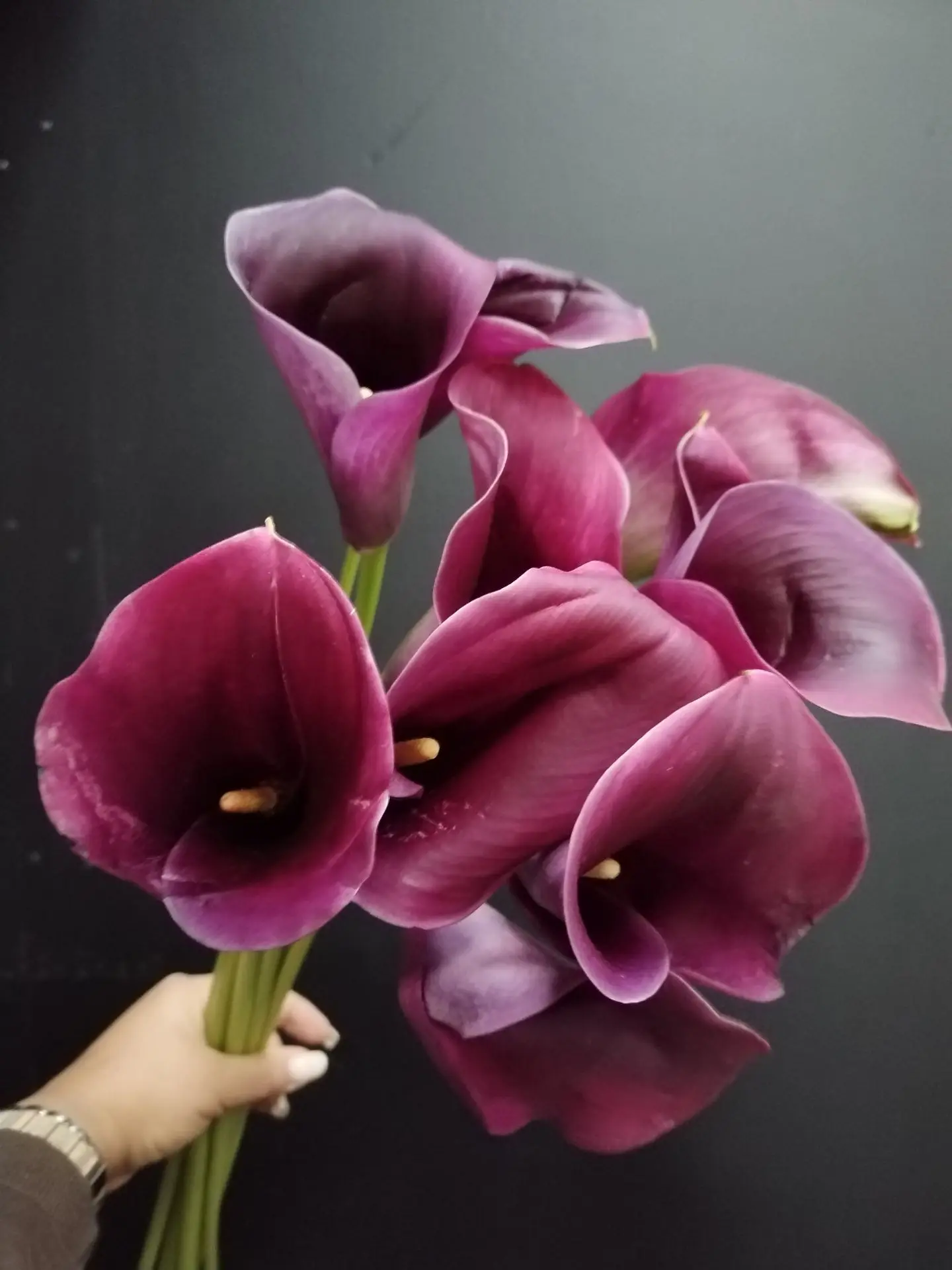 Королевская Калла - 320₽
