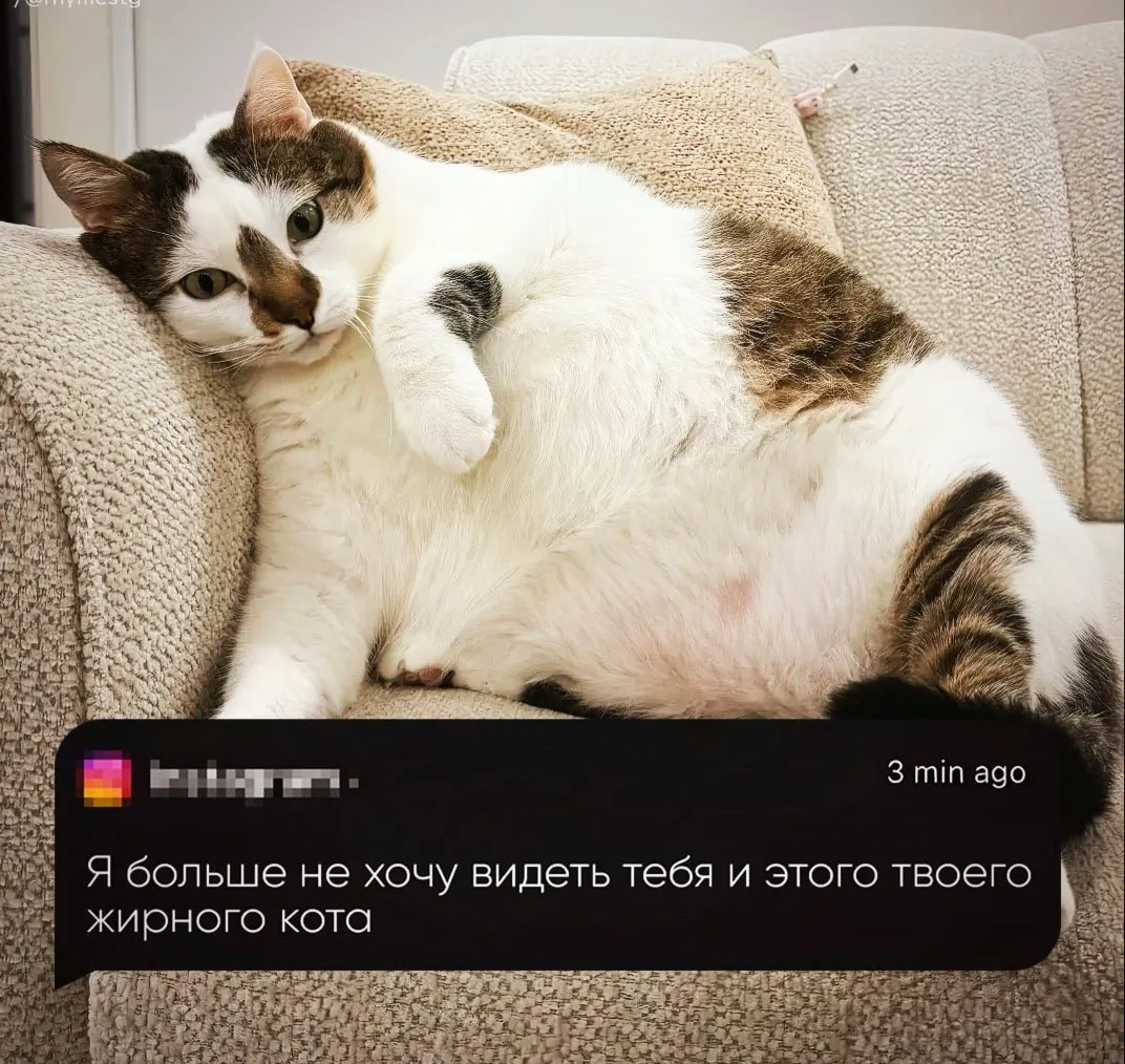 «Я больше не хочу видеть ни тебя, ни твоего толстого кота»  Ничего необычного, просто парень опублик