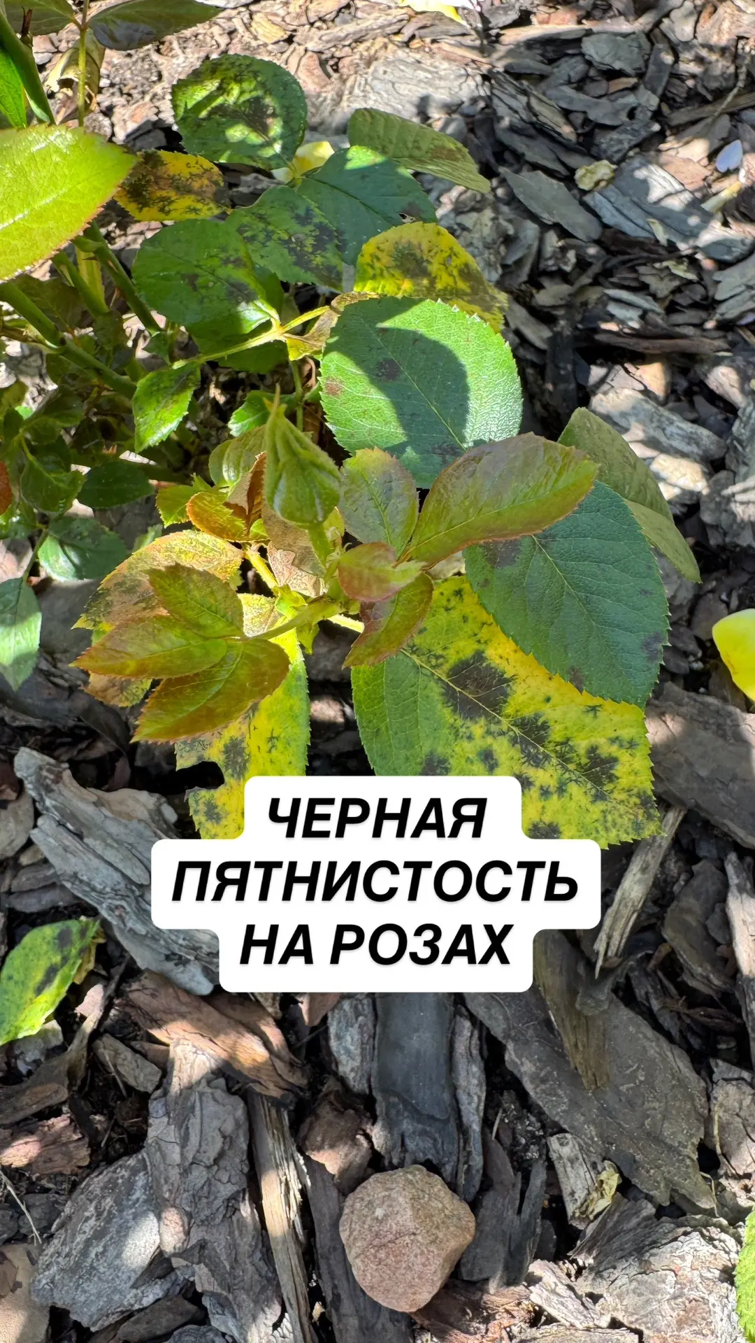Не забудьте в выходные обработать розы (надеюсь, не первый раз уже?) от черной пятнистости

И убрать
