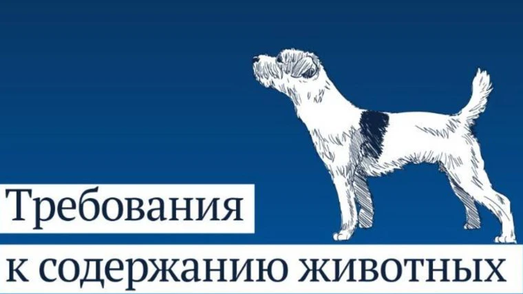 Требования к содержанию домашних животных
Федеральным законом «Об ответственном обращении с животным