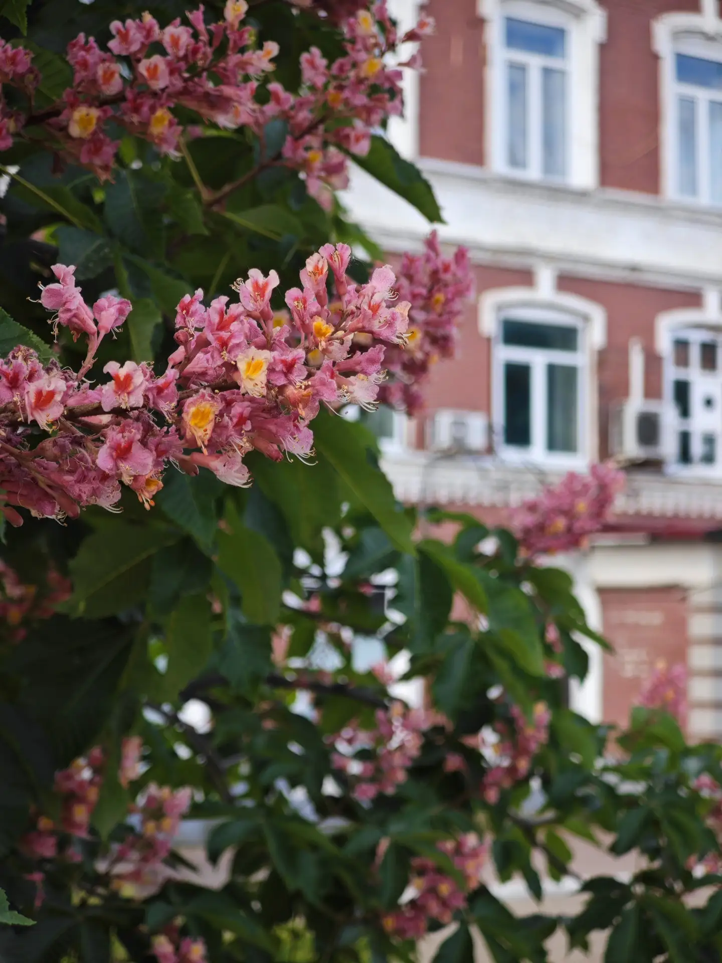 🌸 Цветущие розовые каштаны  📍#Иваново, проспект Ленина, 21