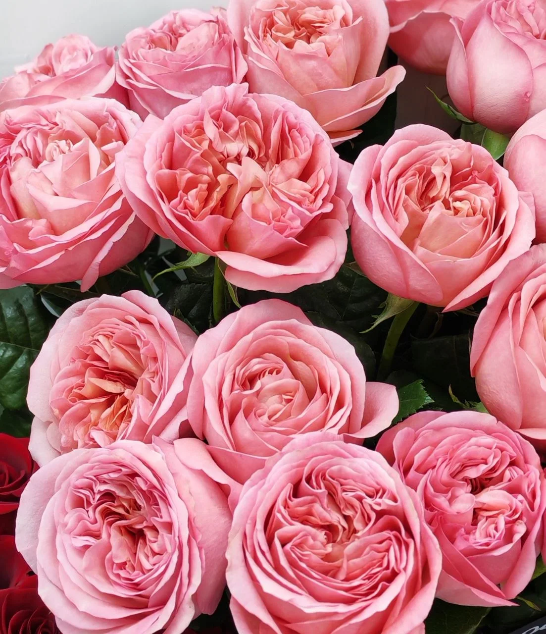 Пионовидная роза 300 🌹