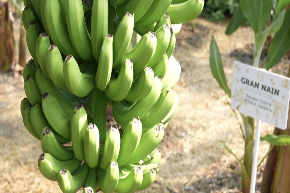 А что, если однажды на даче мы будем выращивать бананы? 🍌