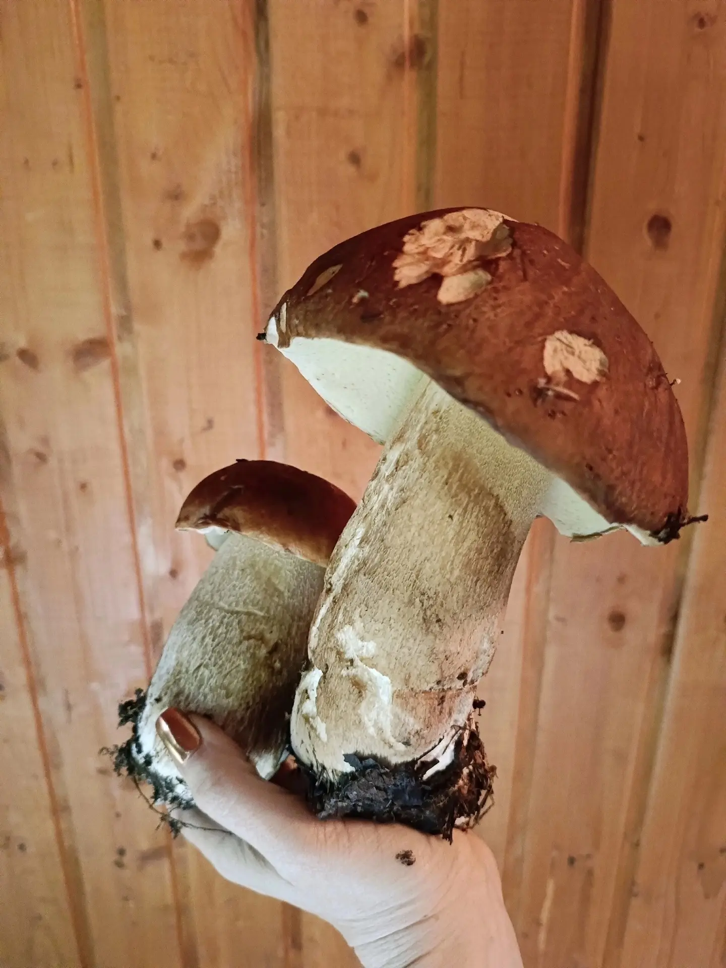 Тихая охота в Кургурском районе 🍄‍🟫🍄‍🟫🍄‍🟫