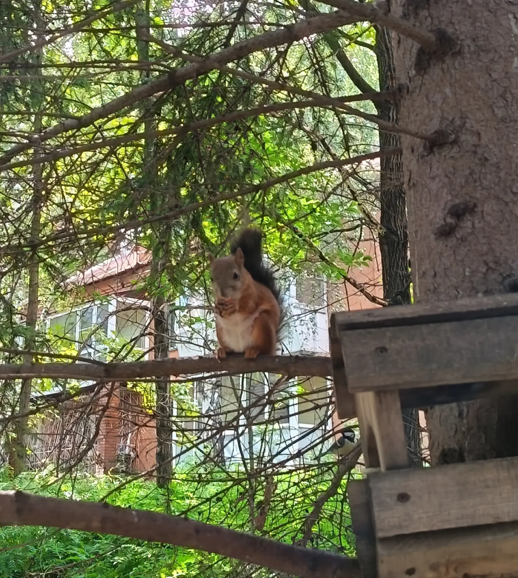 Посмотреть на бельчонка и не улыбнуться? Нет, это не про нас! 😍🐿️ Смотрим, улыбаемся,...