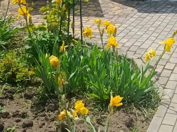Осенние ириски 🌷