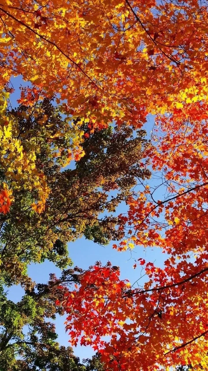 🍂💛 Желаю осени красивой,