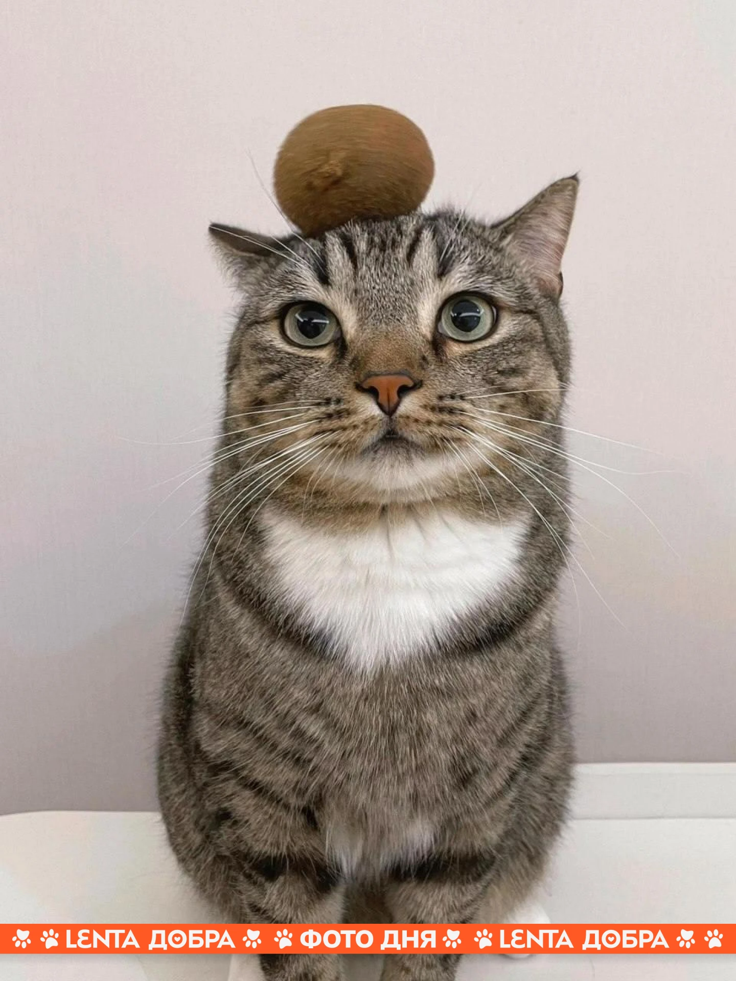 🥝 Фото дня: кажется, этот котик очень близкий родственник киви