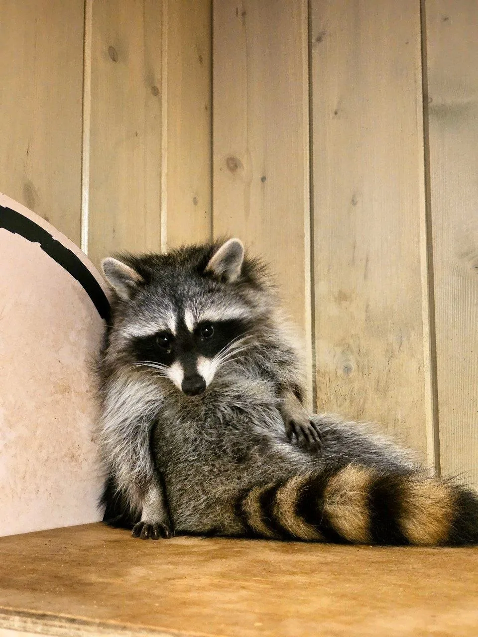 🦝 Еноты, носухи и кролики в парке Динамо!