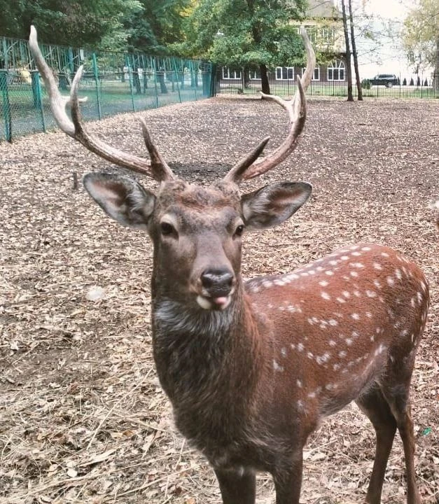 🦌 Внимание, гости нашего парка! У пятнистых оленей начинается особенный период — они г...