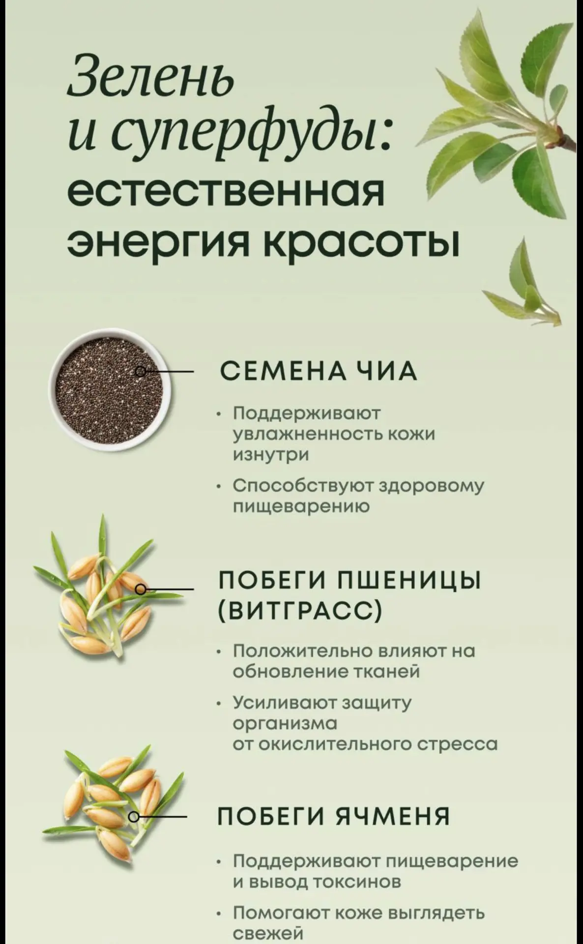 зелень и суперфуды это естественная энергия и красота