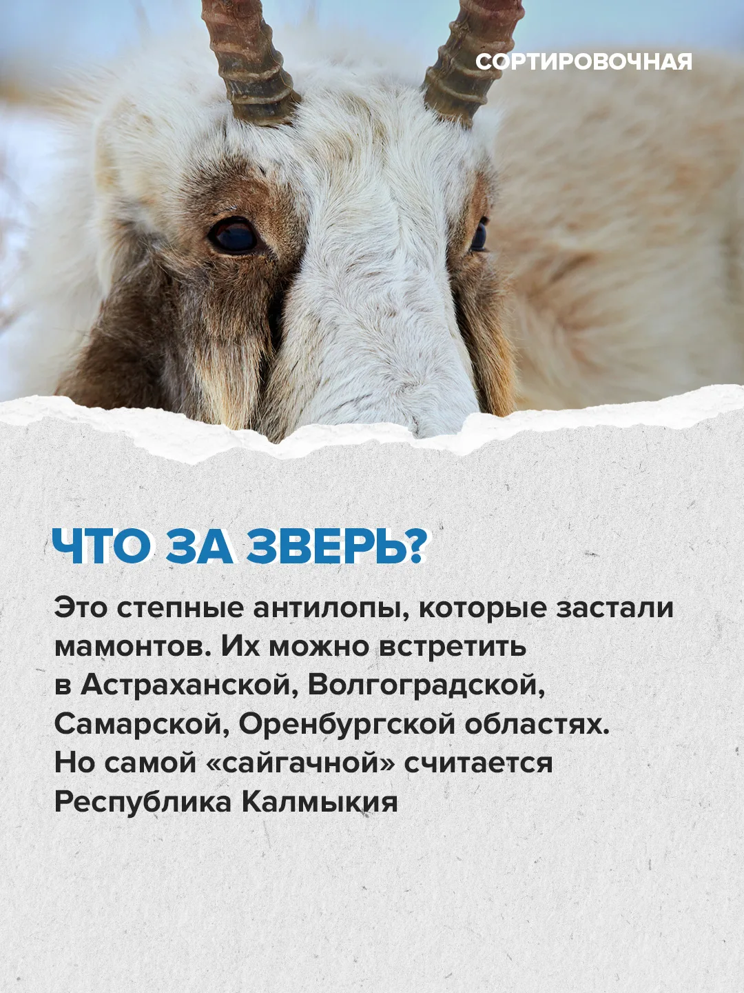 ❤️ Сегодня отмечаем Международный день сайгака  Праздник призван привлечь внимание к сохранению этог