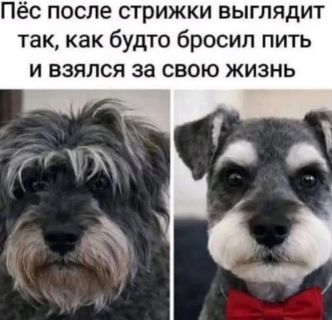 Мем дня