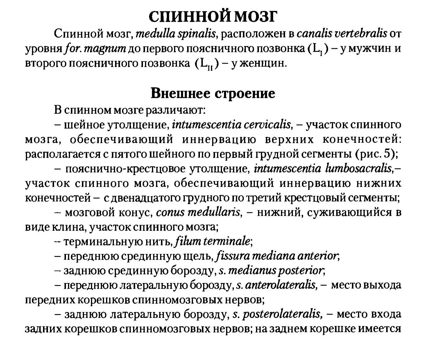 Строение спинного мозга
