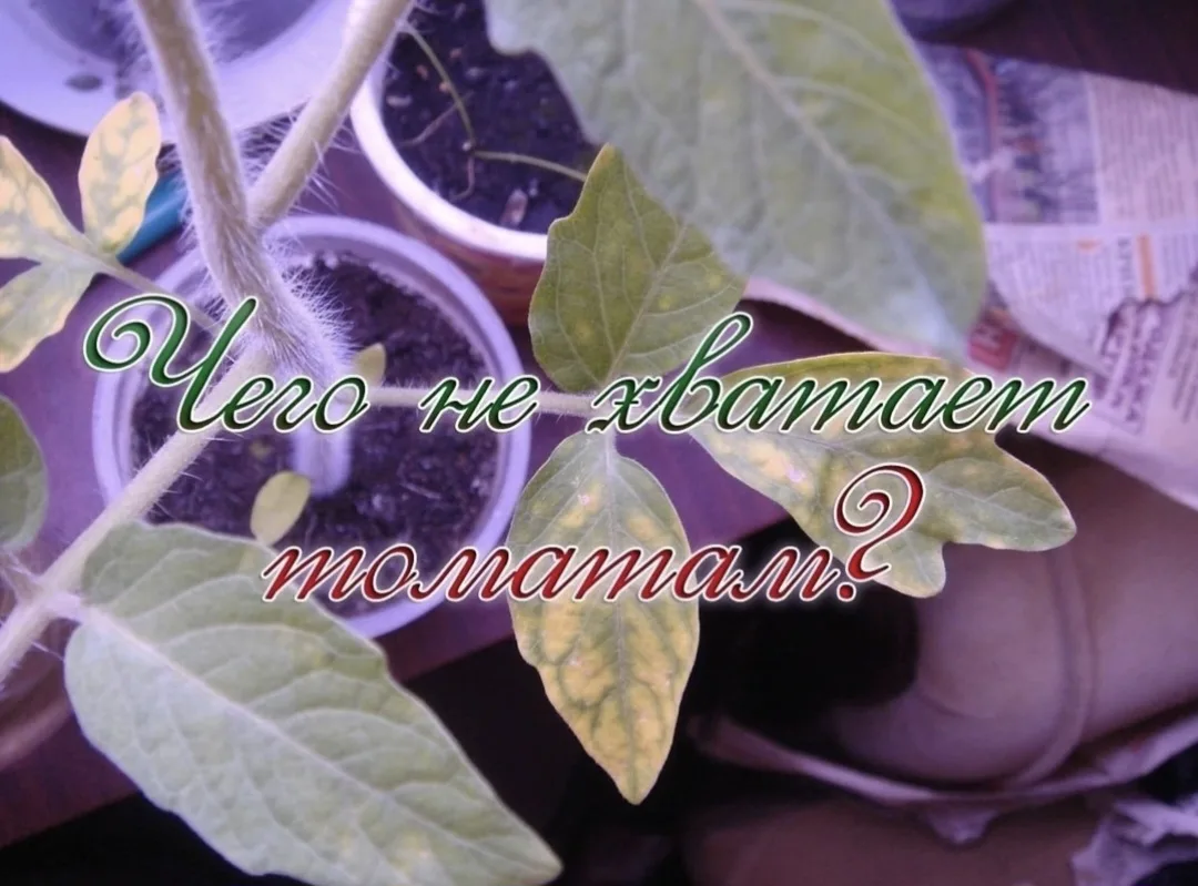 👉КАК УЗНАТЬ ЧЕГО НЕ ХВАТАЕТ ТОМАТАМ. 👍🍅

Чего не хватает томатам, можно определить визуально, оце