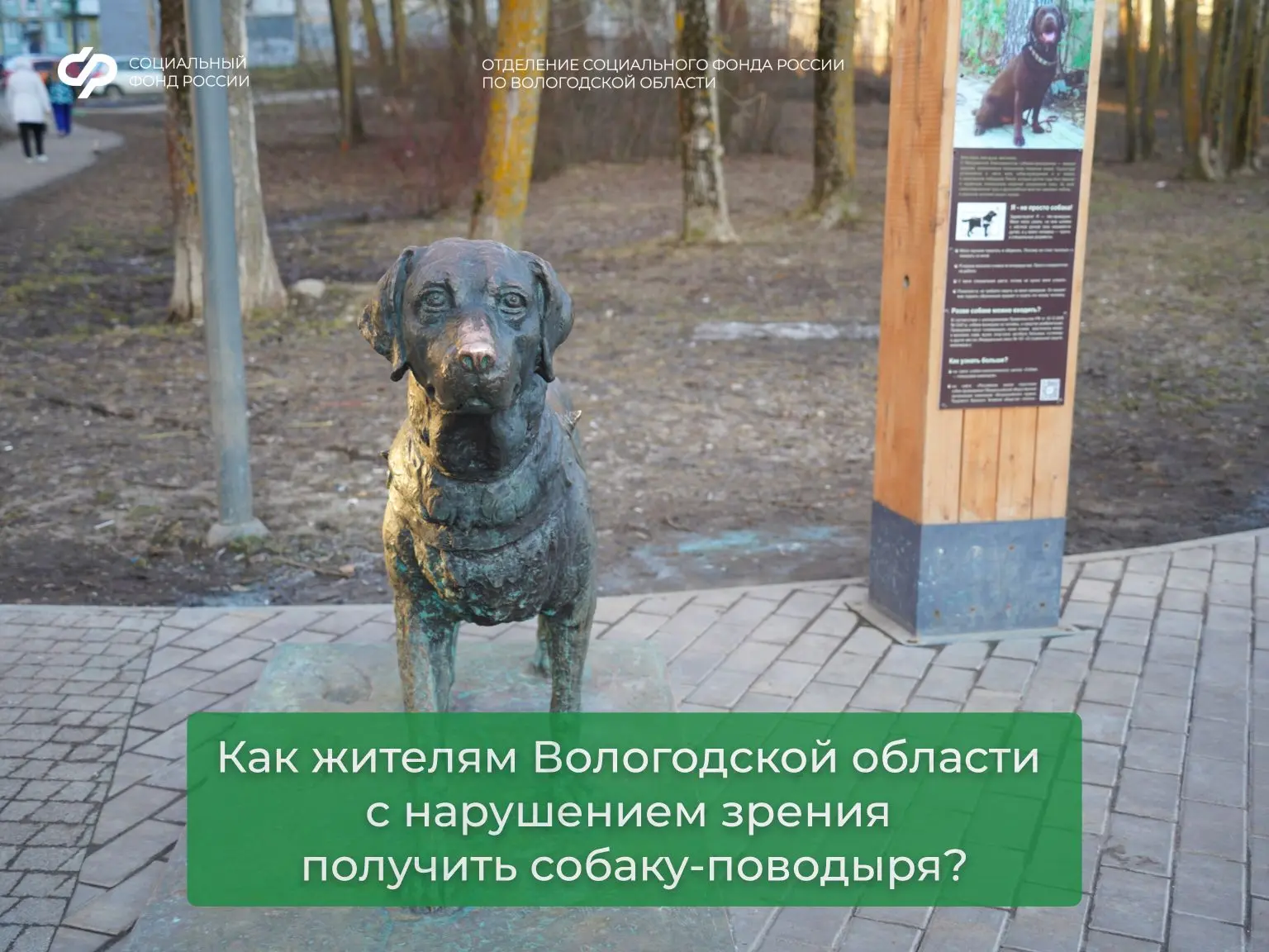 Как жителям Вологодской области с нарушением зрения получить собаку-поводыря❓  Необходимо написать з
