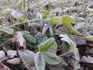 В Башкирии в выходные ожидаются заморозки и снег ❄️