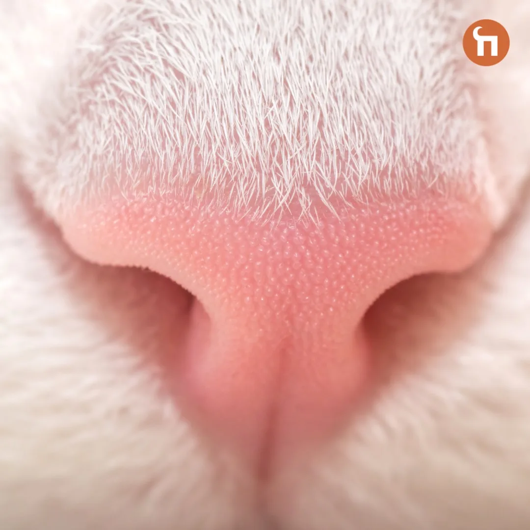 😻Факты про кошачий нос, которые вы могли не знать