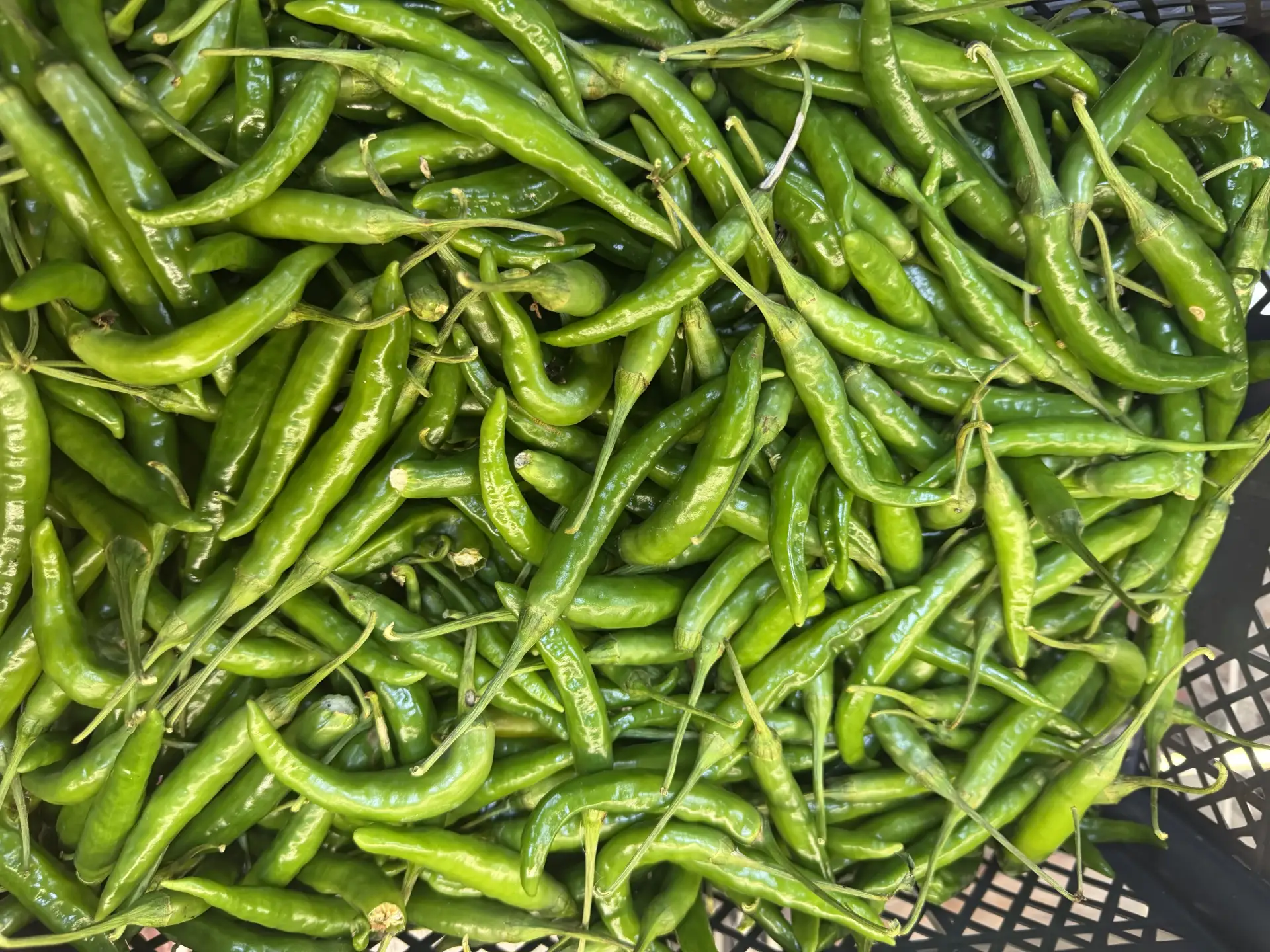Домашний острый перец 🌶️