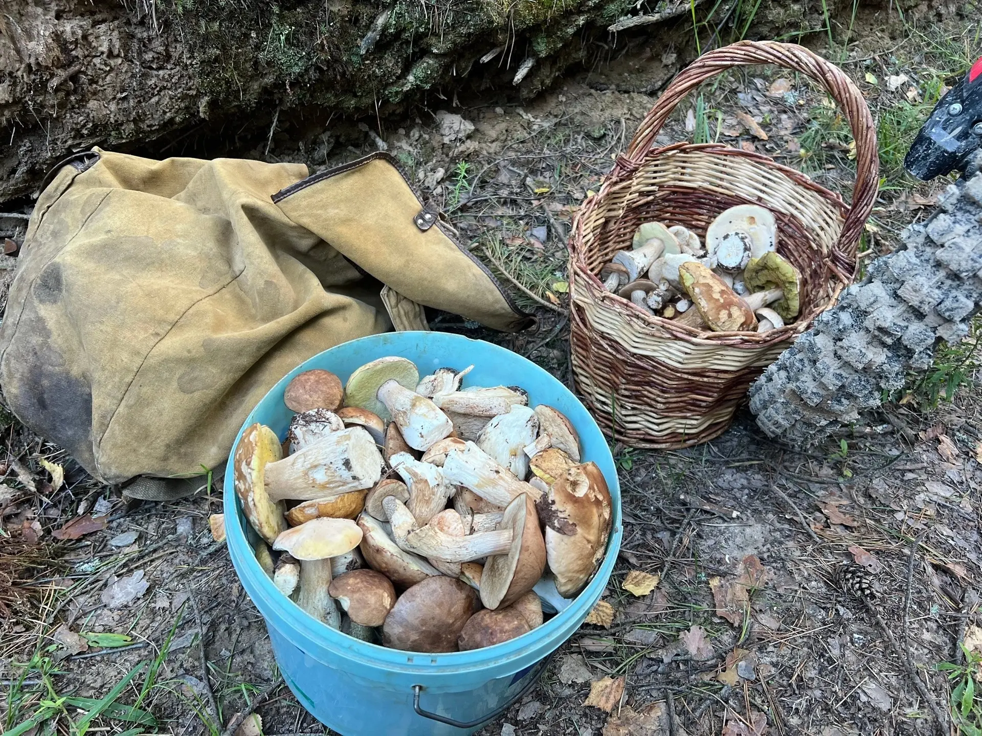 29.07.2026 за час на двоих. Червивость средняя, из 10 пять с пассажиром. с.Дубровичи