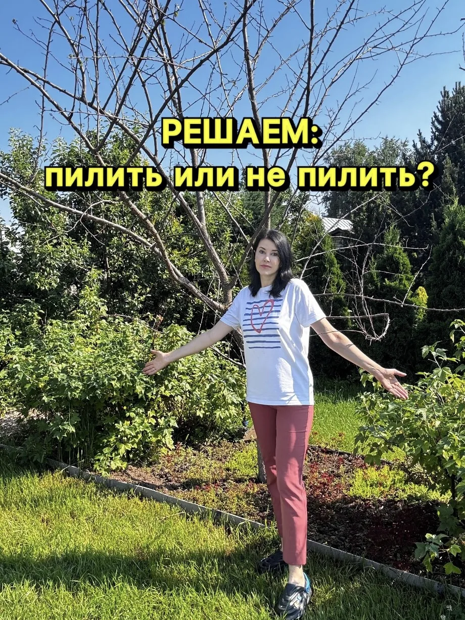 Замёрзли наши абрикосы. Два взрослых дерева, которые еще в прошлом году были покрыты зеленой кроной 