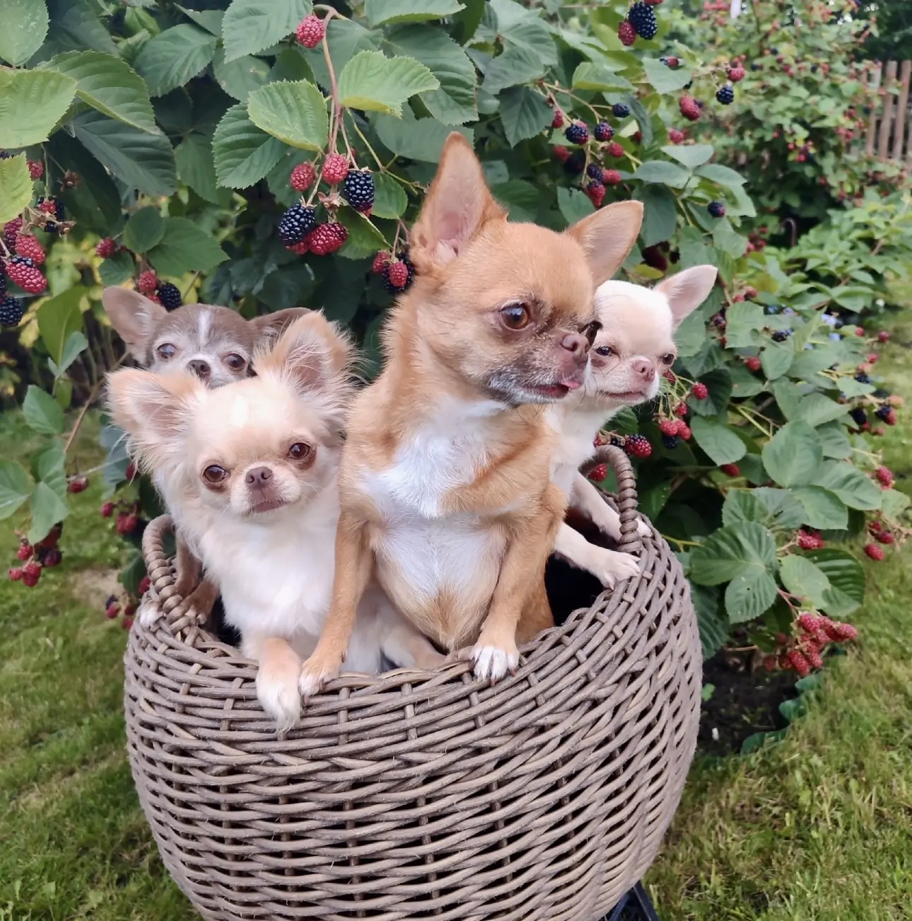 🐾❤️🤗