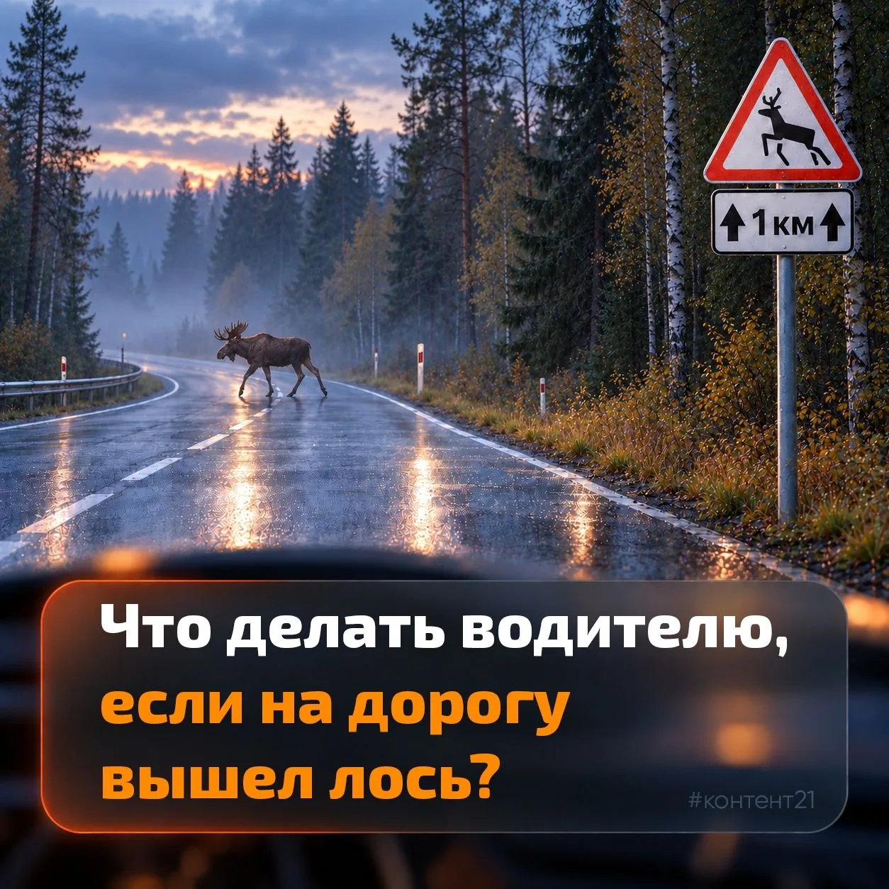 🛑Осторожно: дикие животные на дороге!