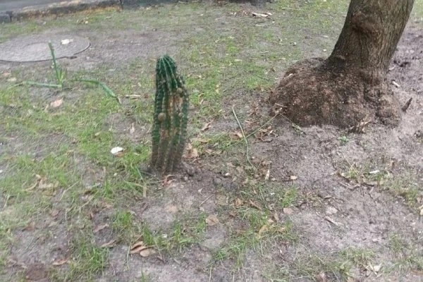 🌳 Большой кактус посадили в газоне на Озёрной