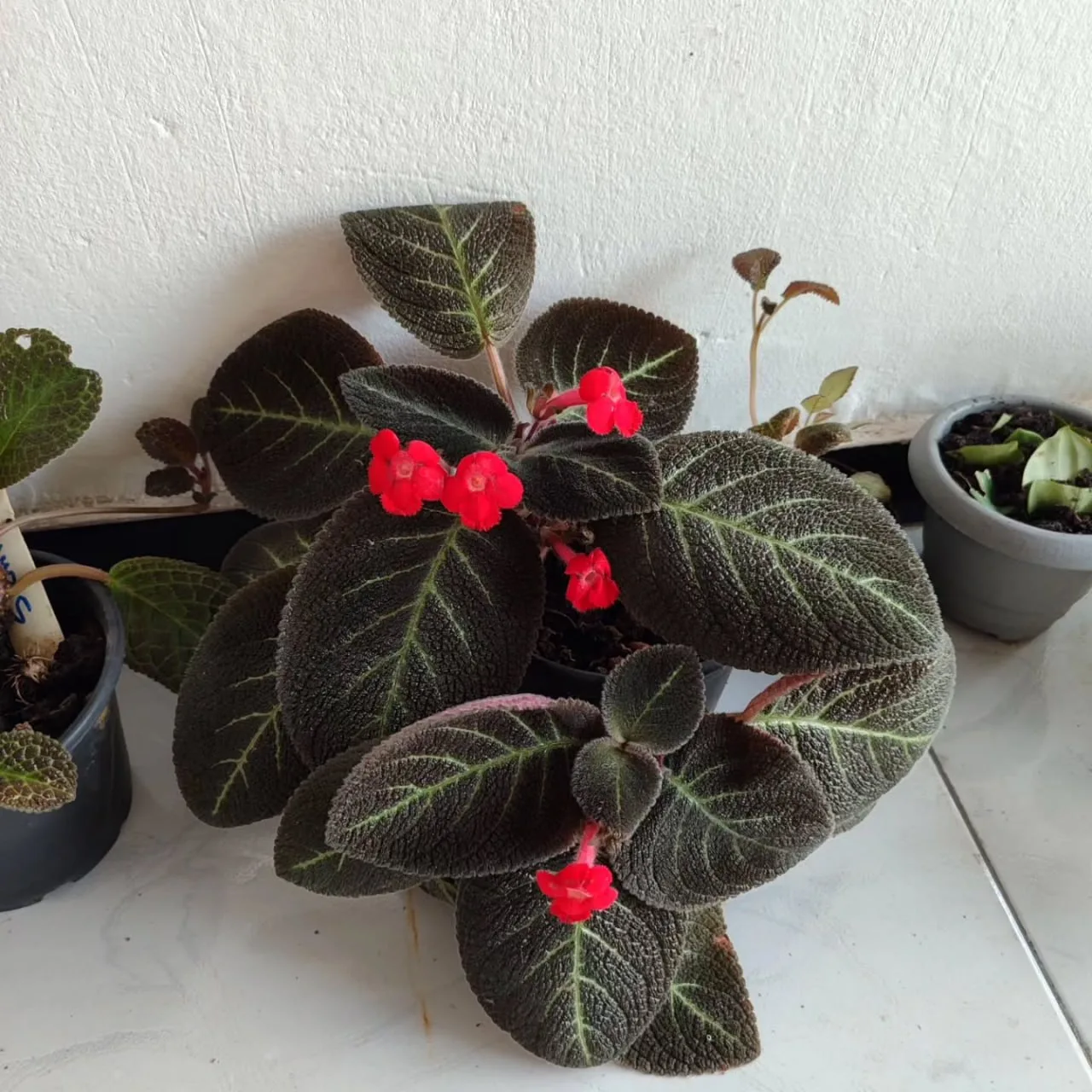 🌱 Эписция — яркая родственница узамбарской фиалки, которая покоряет с первого взгляда.