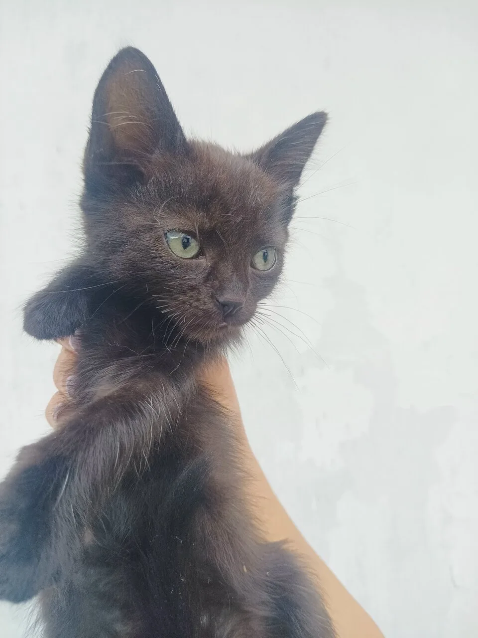 Отдам котят, Макеевка