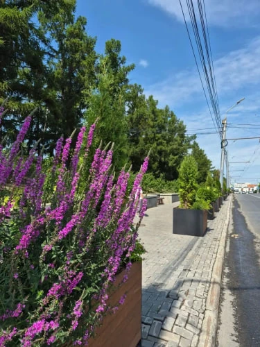 🌿 Более 500 тысяч цветов украсили Омск

Службы озеленения продолжают преображать городские простран