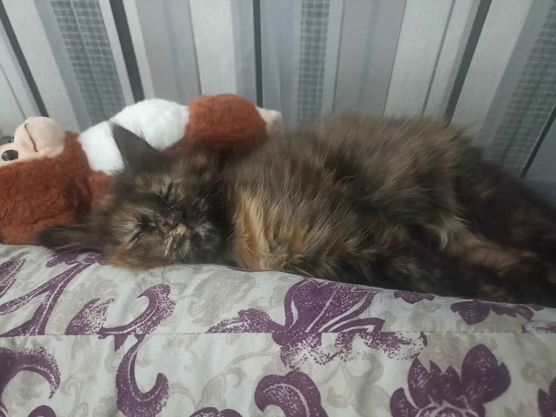 Кошечка в добрые руки, 2 мес.