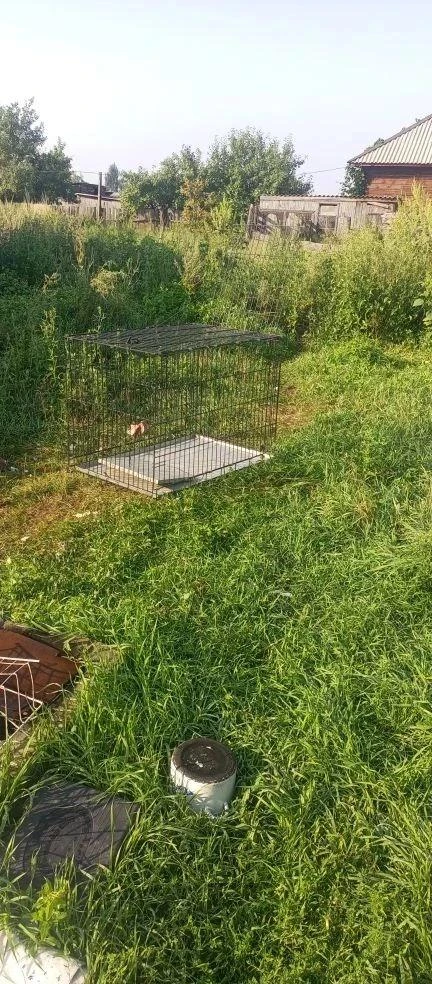 🐕 В селе Ключи продолжается отлов безнадзорных собак.
