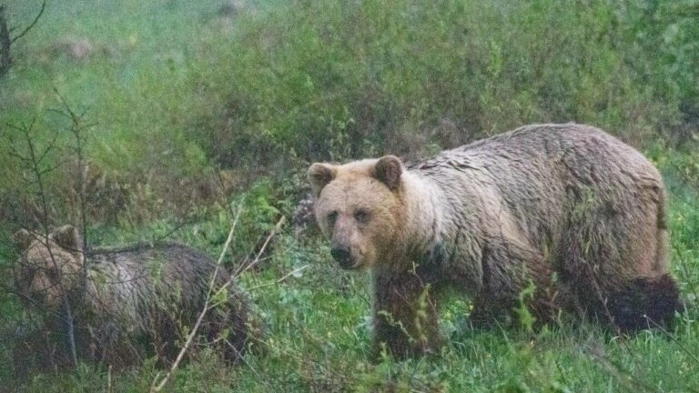 В Башкортостане стартовали выплаты за отстрел лисиц, волков и бурых медведей, сообщил г...